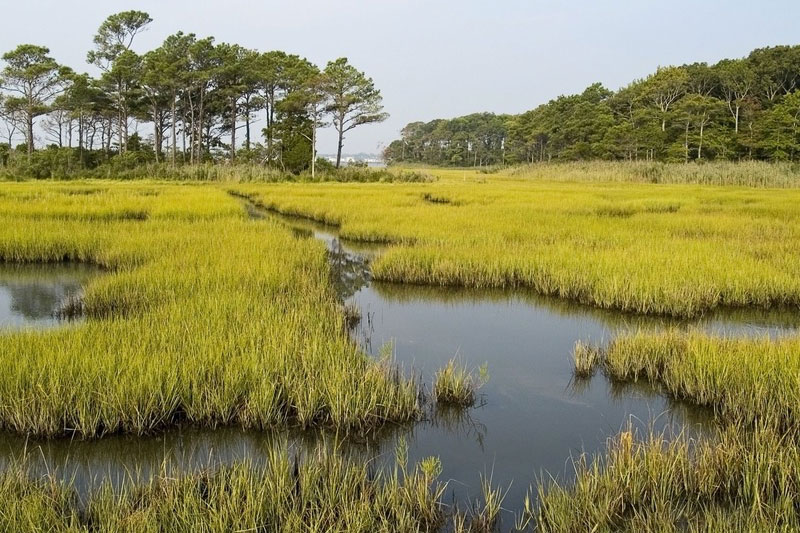 Poplar Island restoration project